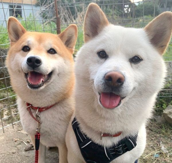 寄り添うみかんちゃんとQ太郎くん