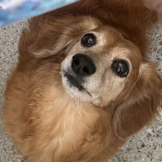 目がまんまるキラキラのワンちゃん