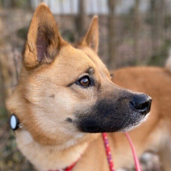 なにかをみつめる茶豆ちゃん