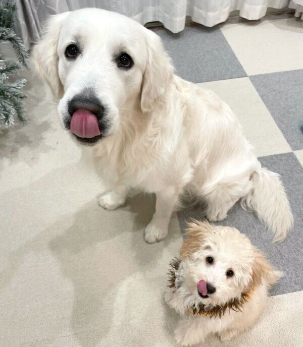 並んで座るむうさんとめるくん