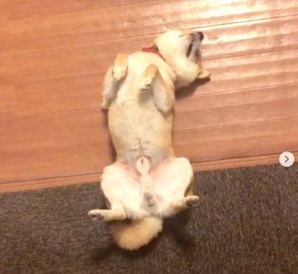 背中におもちゃを隠す豆柴