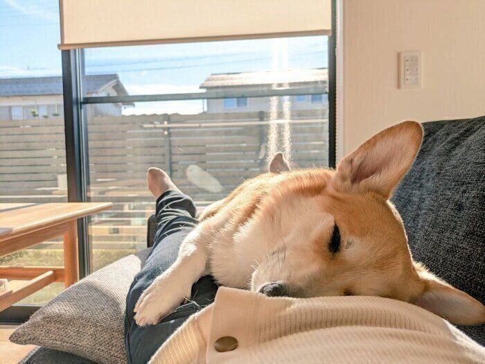 飼い主さんの体の上で眠るハルくん