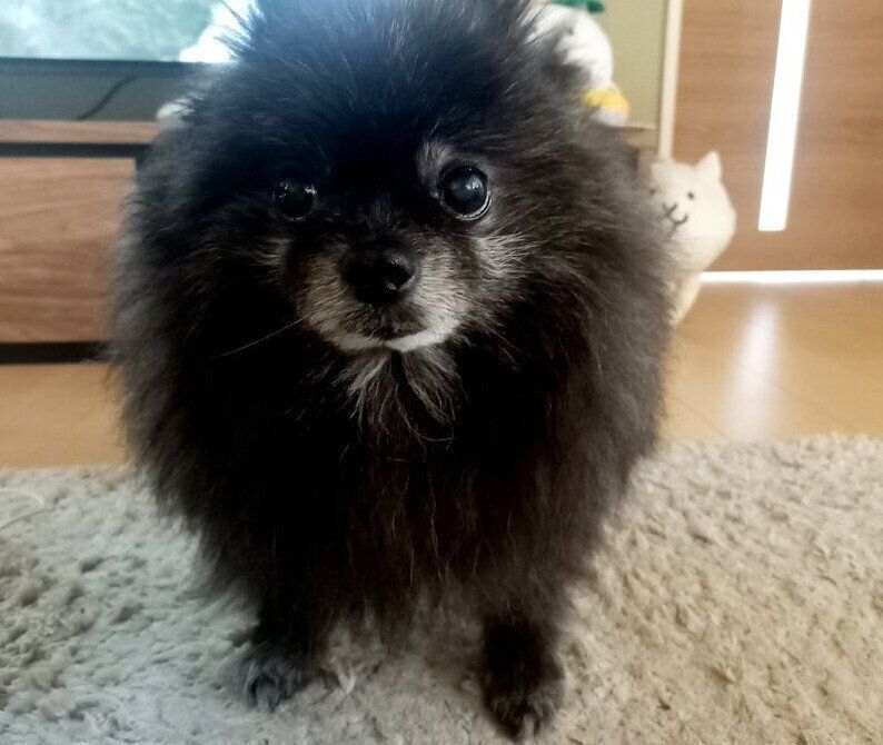 飼い主さんを散歩に誘うどん吉くん