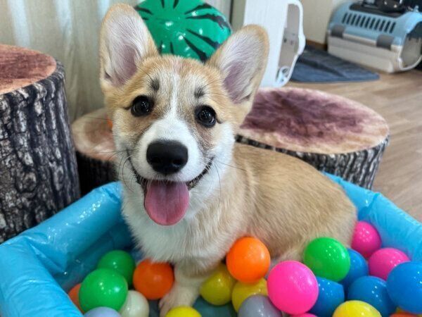 笑顔が可愛いコパンちゃん