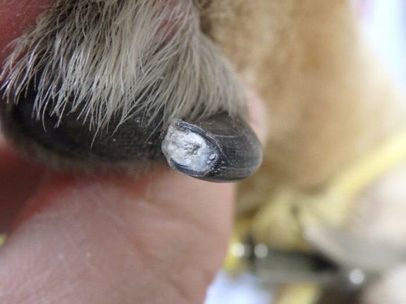 かさついた犬の爪