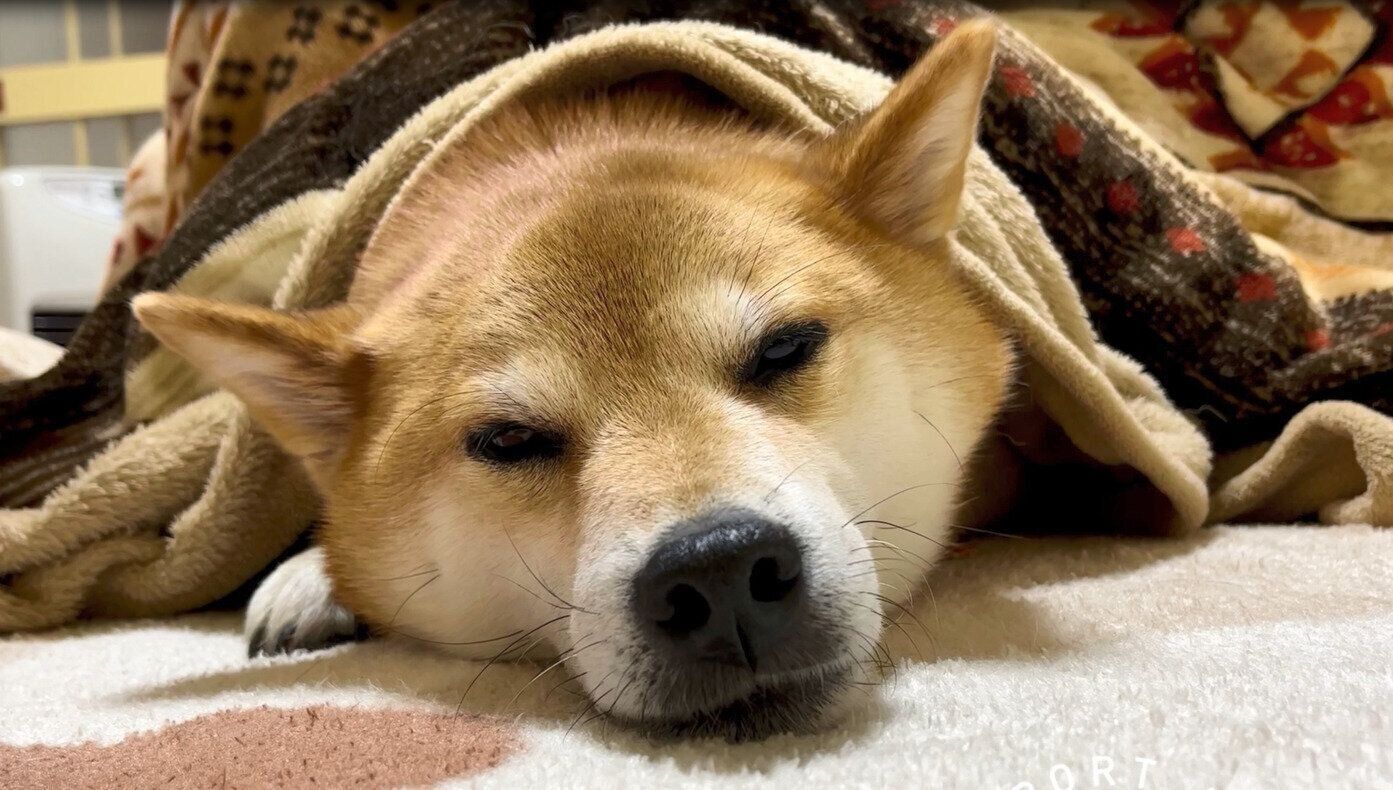 いぬのきもちCHANNEL/いぬねこライター動画部