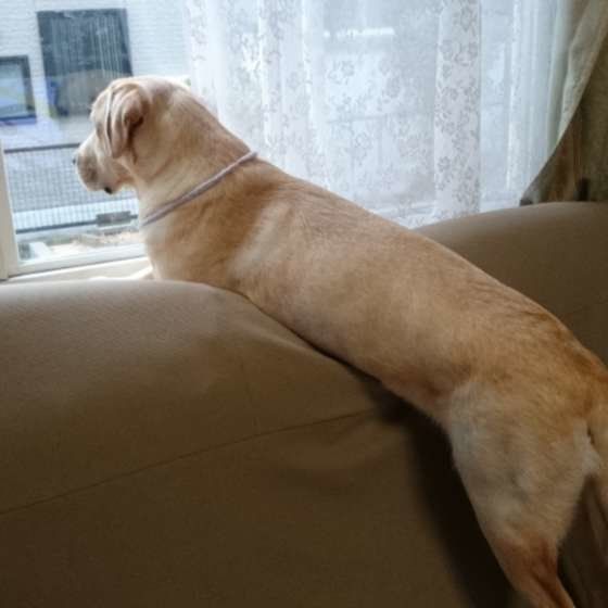 ラブラドールレトリーバー