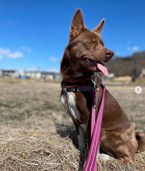 お散歩を楽しむソイちゃん