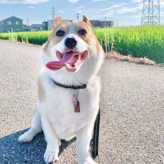 笑顔のウェルシュ・コーギー・ペンブローク