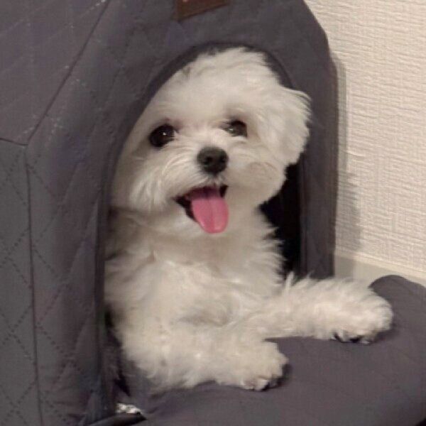 ブラッシングから逃げるぷぷちゃん