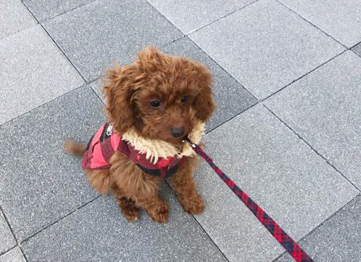 反則レベルにかわいいッ ほっこりする愛犬の おまぬけエピソード いぬのきもちweb Magazine 反則レベルにかわいいッ ほっこりする愛犬の おまぬけエピソード いぬのきもちweb Magazine