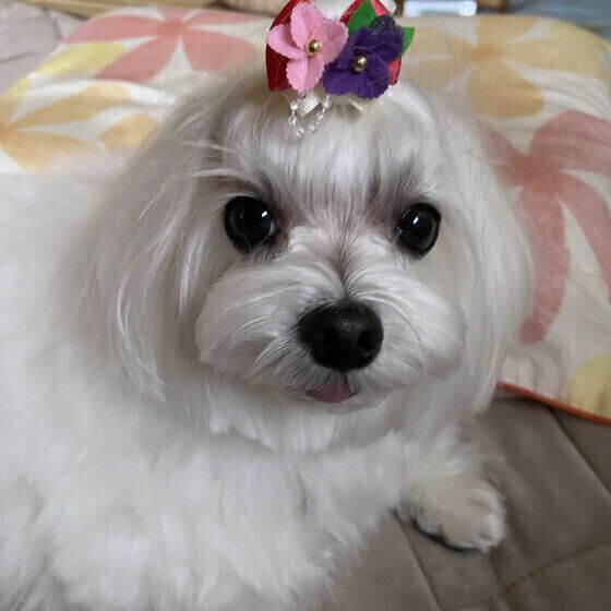 犬をがっかりさせる飼い主の行動とは？ しぐさから犬の気持ちを考える いぬのきもち