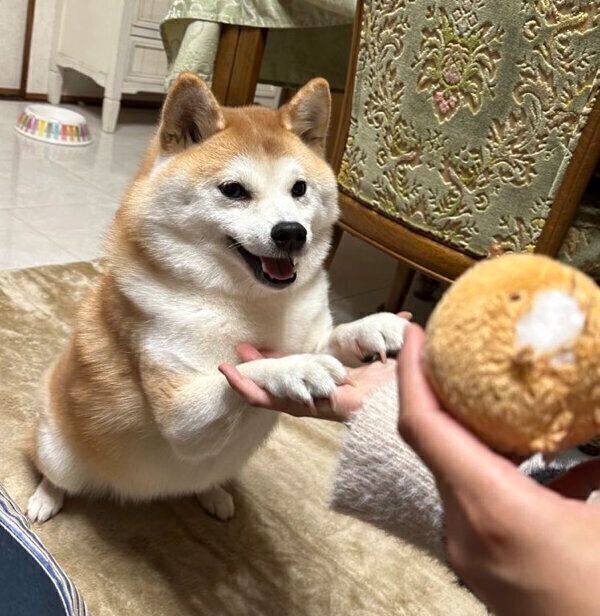 両前足でオテをするこんちゃん