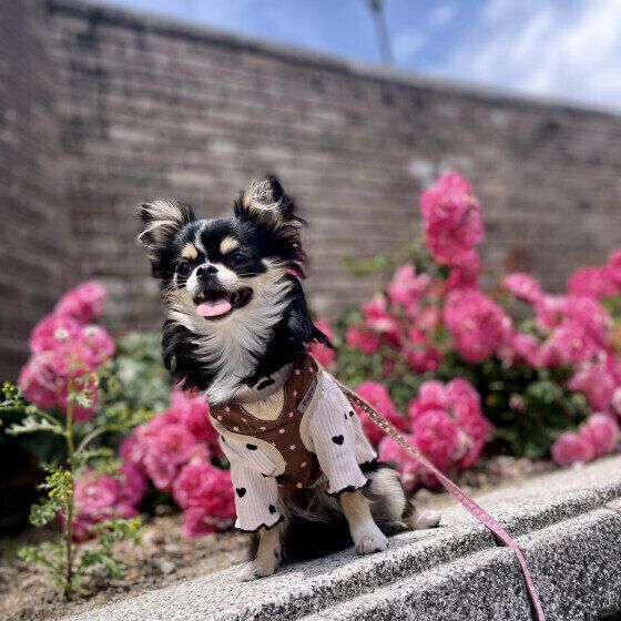 チワワのココちゃん