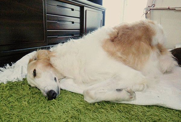 眠るボルゾイ