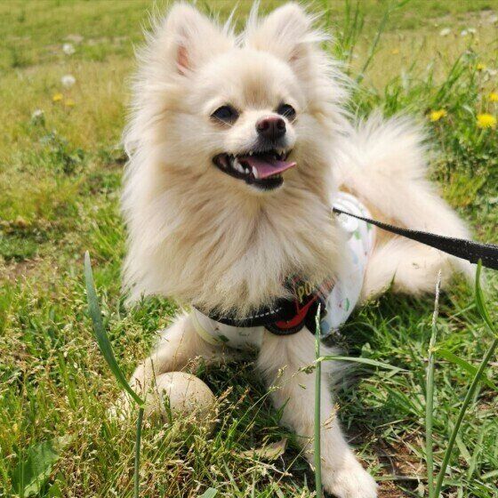 お散歩できて満足な様子の犬