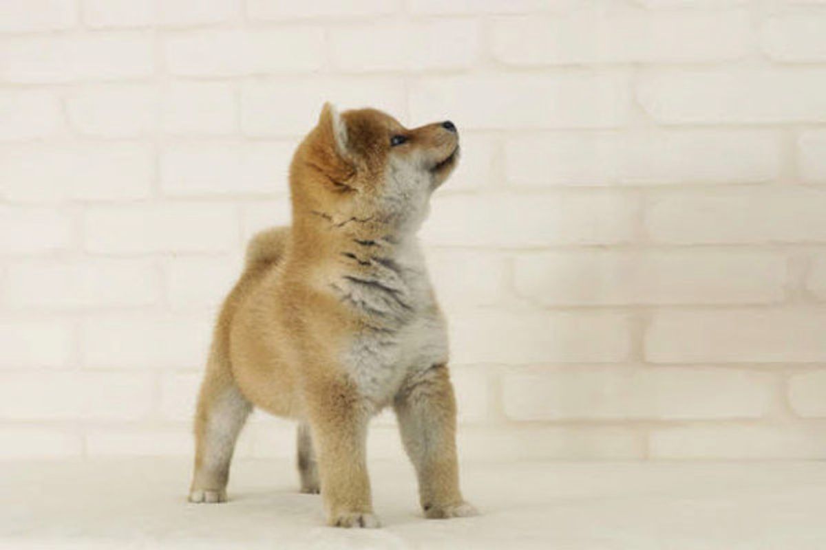 犬がトイレ以外で 粗相 をしてしまう理由 注意したいケースとは いぬのきもちweb Magazine 犬がトイレ以外で 粗相 をしてしまう理由 注意したいケースとは いぬのきもちweb Magazine