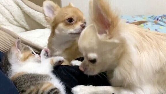ものこちゃんを奪い合うぶーちゃんとぜんちゃん