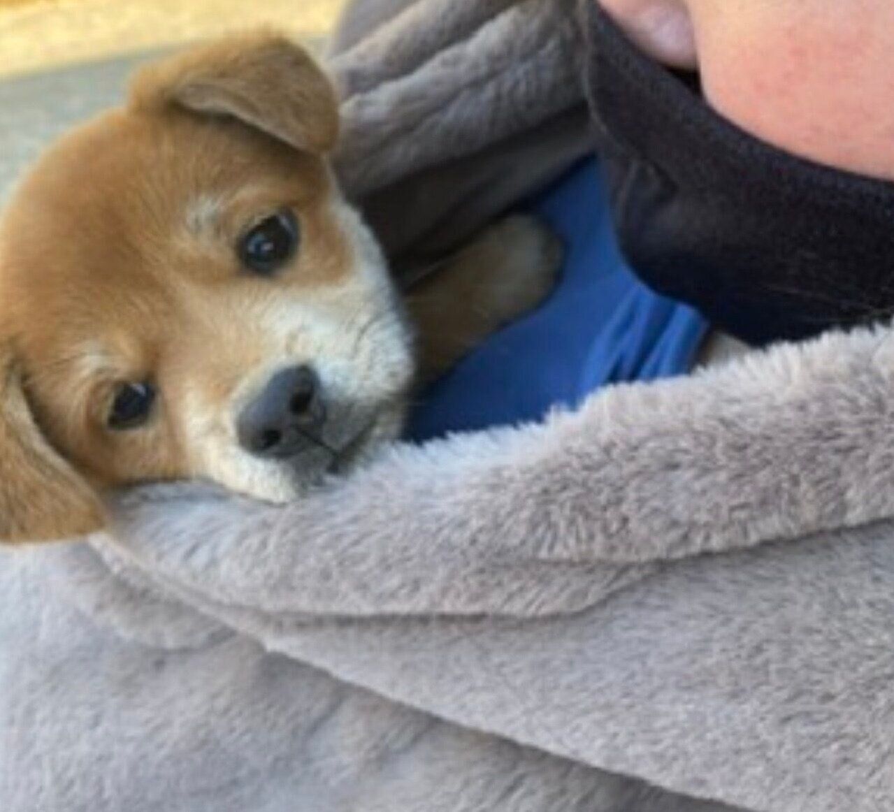 お迎えしたときのむぎちゃん
