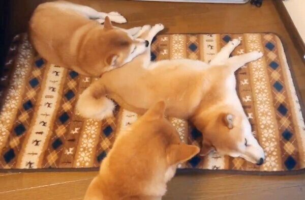 ストーブ前を独占するれんくん・くるみちゃんと、その様子を見ているすずちゃん