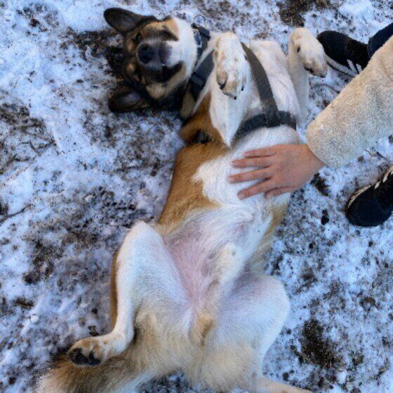 雪の上で寝転がるウニちゃん