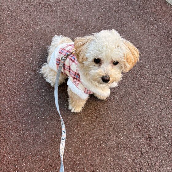 MIXのはなちゃん