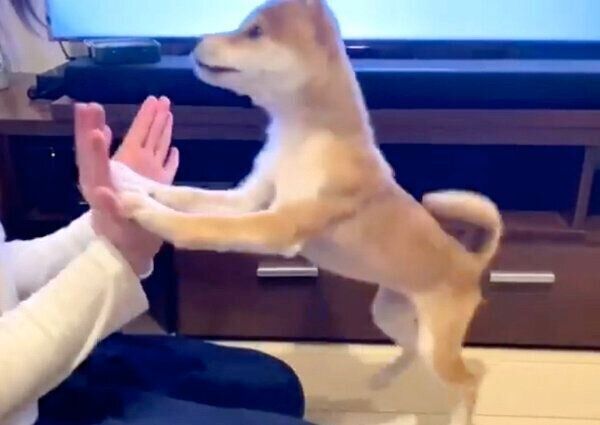 タッチするきなこちゃん