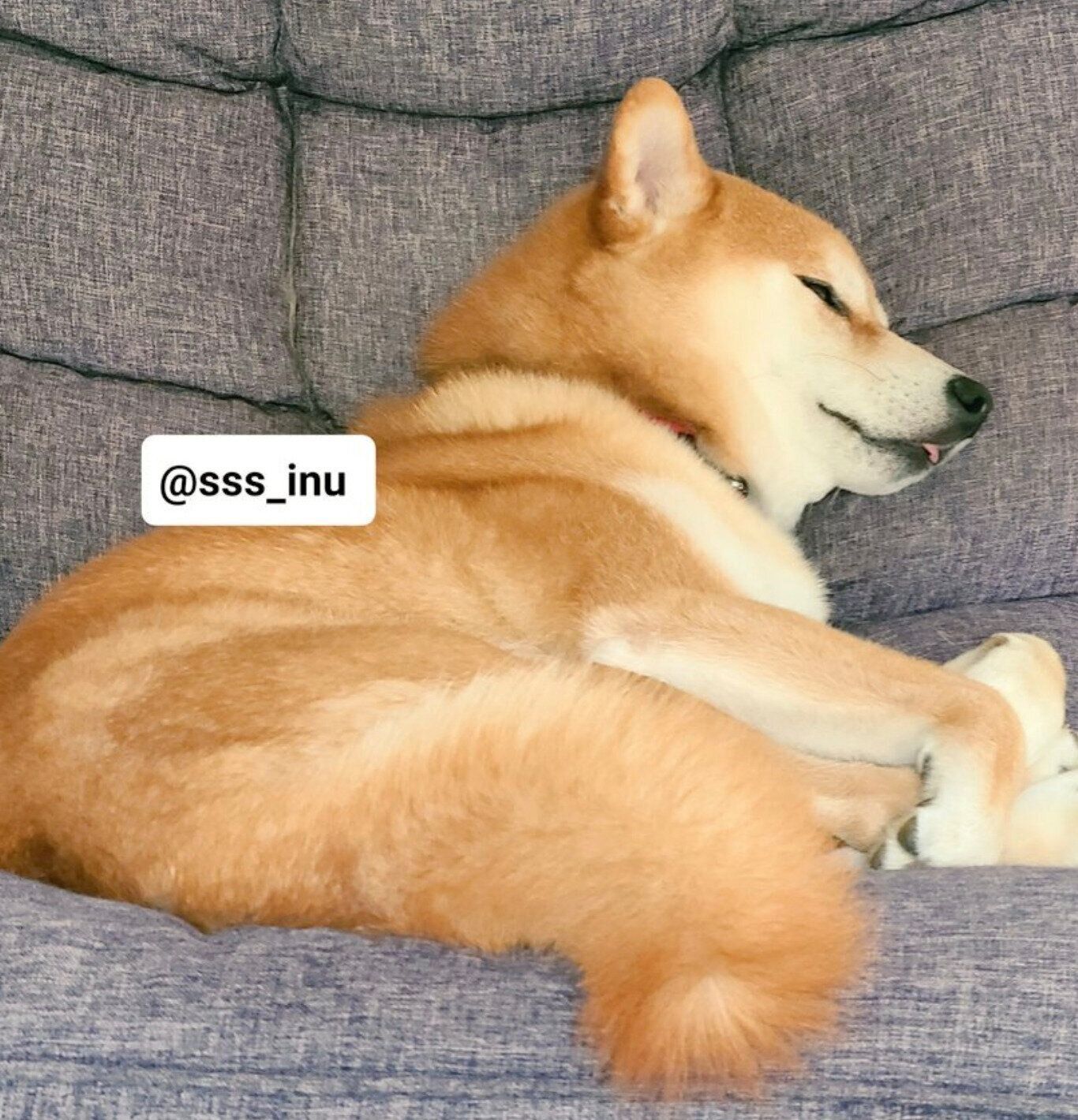 背もたれに寄りかかって眠る麦くん