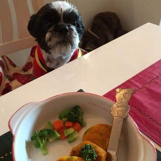 疲労回復に効果あり？かぼちゃを犬に与える際の注意点