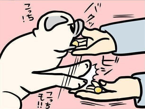 【連載】パグ犬・めー vol.137