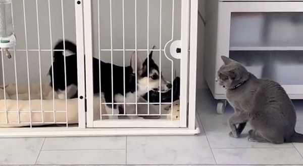 見つめるコーギーとロシアンブルー