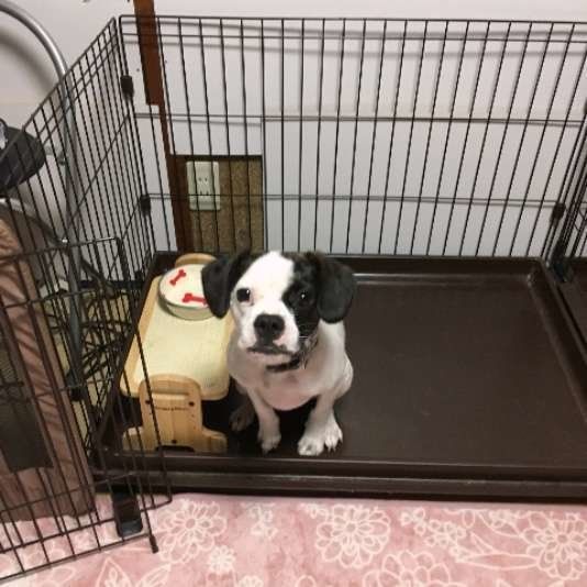 ごはんを待つ犬