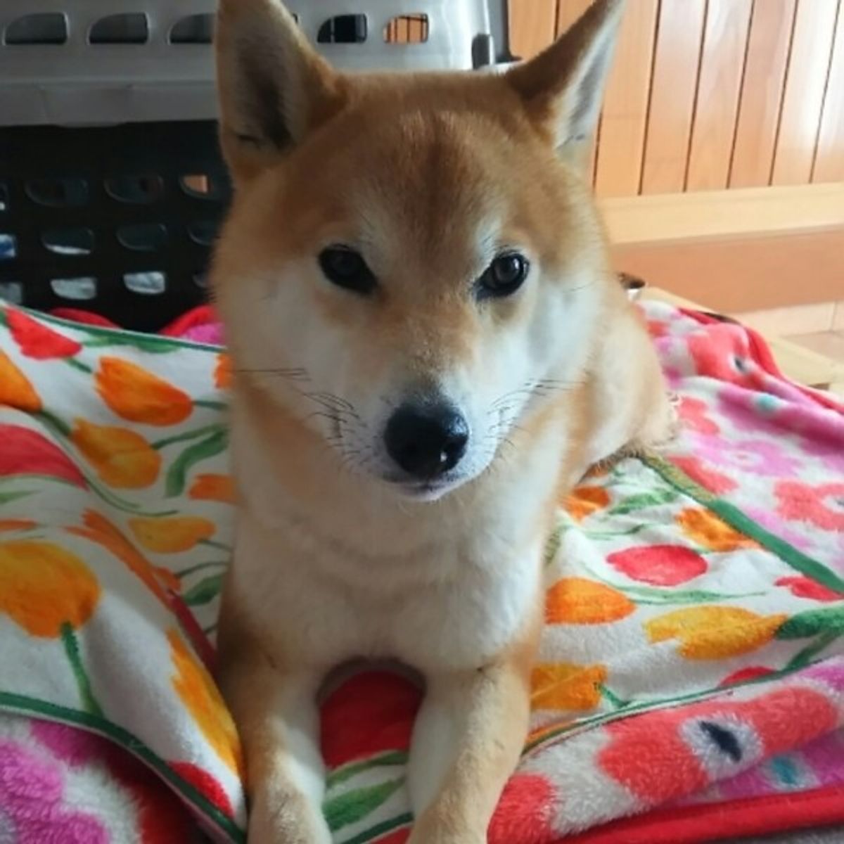 発見 よく見る犬のしぐさに隠された意外なコミュニケーション方法や気持ち いぬのきもちweb Magazine 発見 よく見る犬のしぐさに隠された意外なコミュニケーション方法や気持ち いぬのきもちweb Magazine