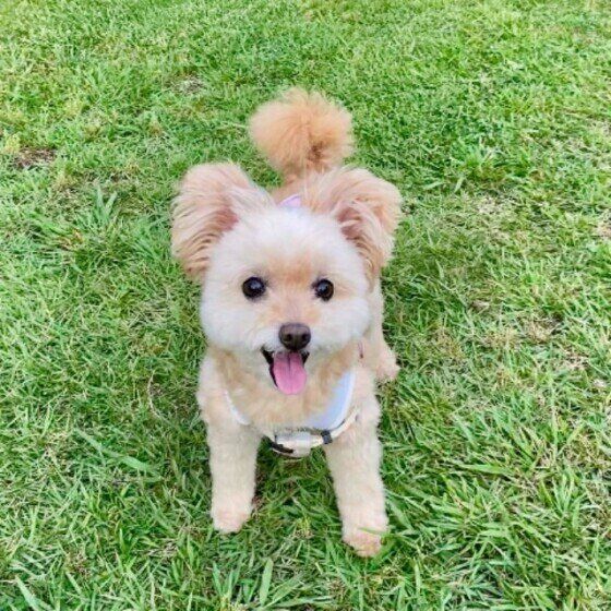 シニア犬に多い老化のサイン 歩き方の変化に注意しよう いぬのきもちweb Magazine