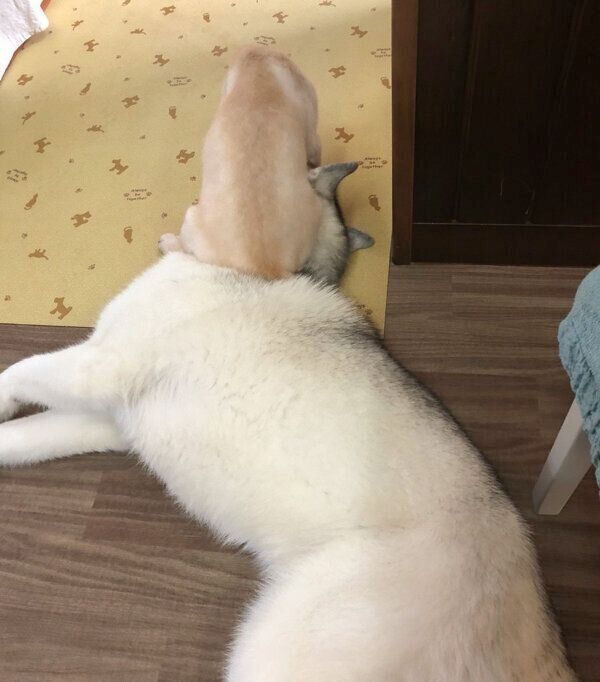 ぷくちゃんの上に乗るゴンくん