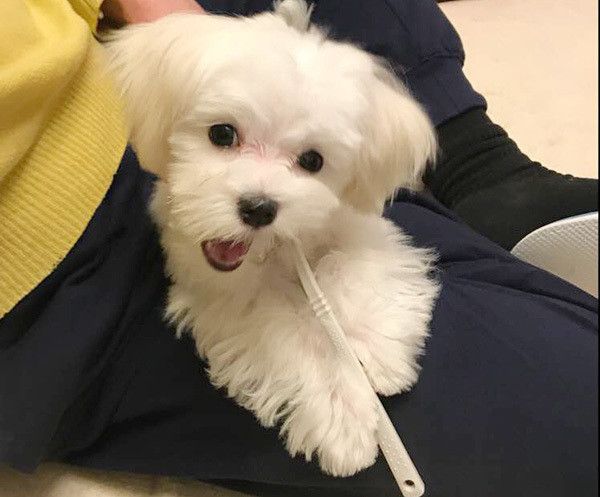 歯磨きするマルチーズ