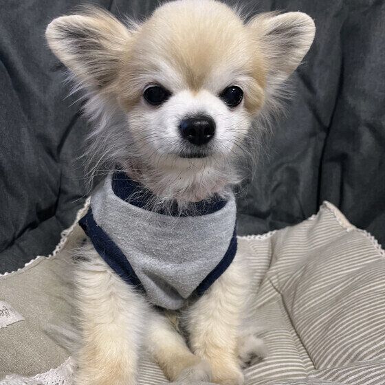 犬の老化のサインは見過ごしやすい？ 犬が老いるとみられる変化と寄り添い方 いぬのきもち