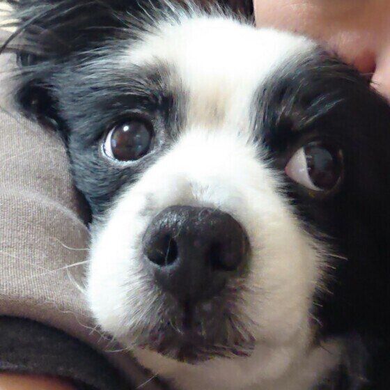 パピヨンのちこちゃん