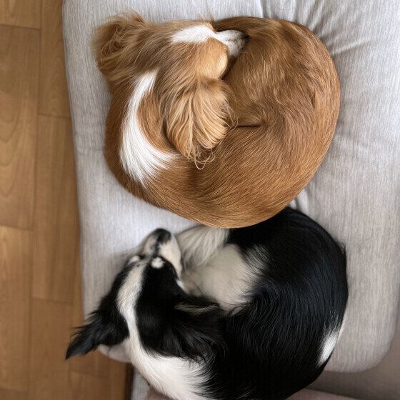 小さく丸くなって犬団子で寝るワンちゃんたち