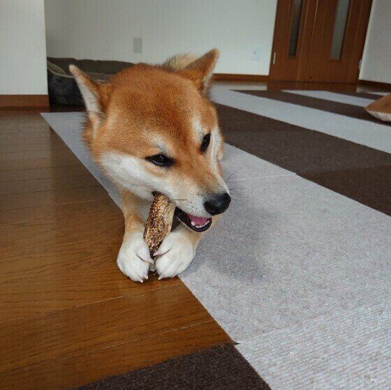 柴のえいとちゃん