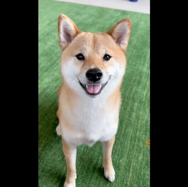 目をキラキラさせる富くん