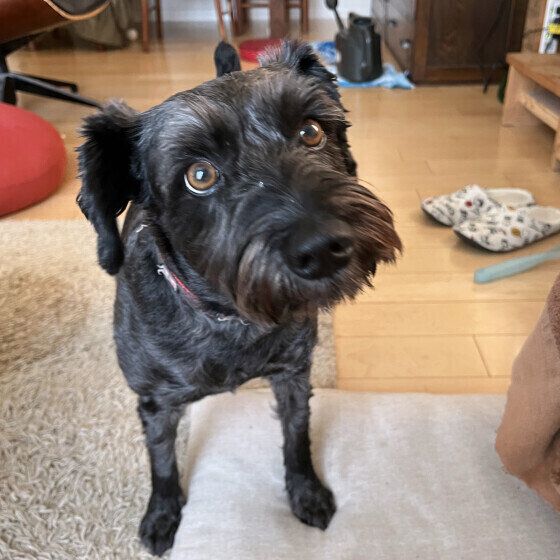 まんまるおめめのミニチュア・シュナウザー