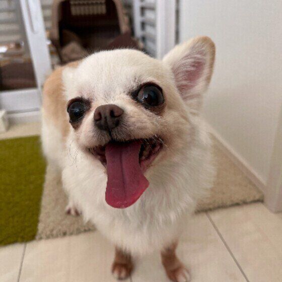 犬が神対応と塩対応をする？ 人によって犬の態度が異なるときの対応 いぬのきもち