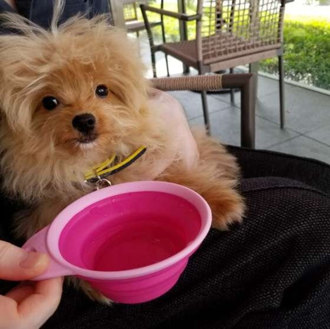 獣医師監修 犬が夏バテする原因は 食事 飲み水の対策や注意点も いぬのきもちweb Magazine 獣医師監修 犬が夏バテする原因は 食事 飲み水の対策や注意点も いぬのきもちweb Magazine