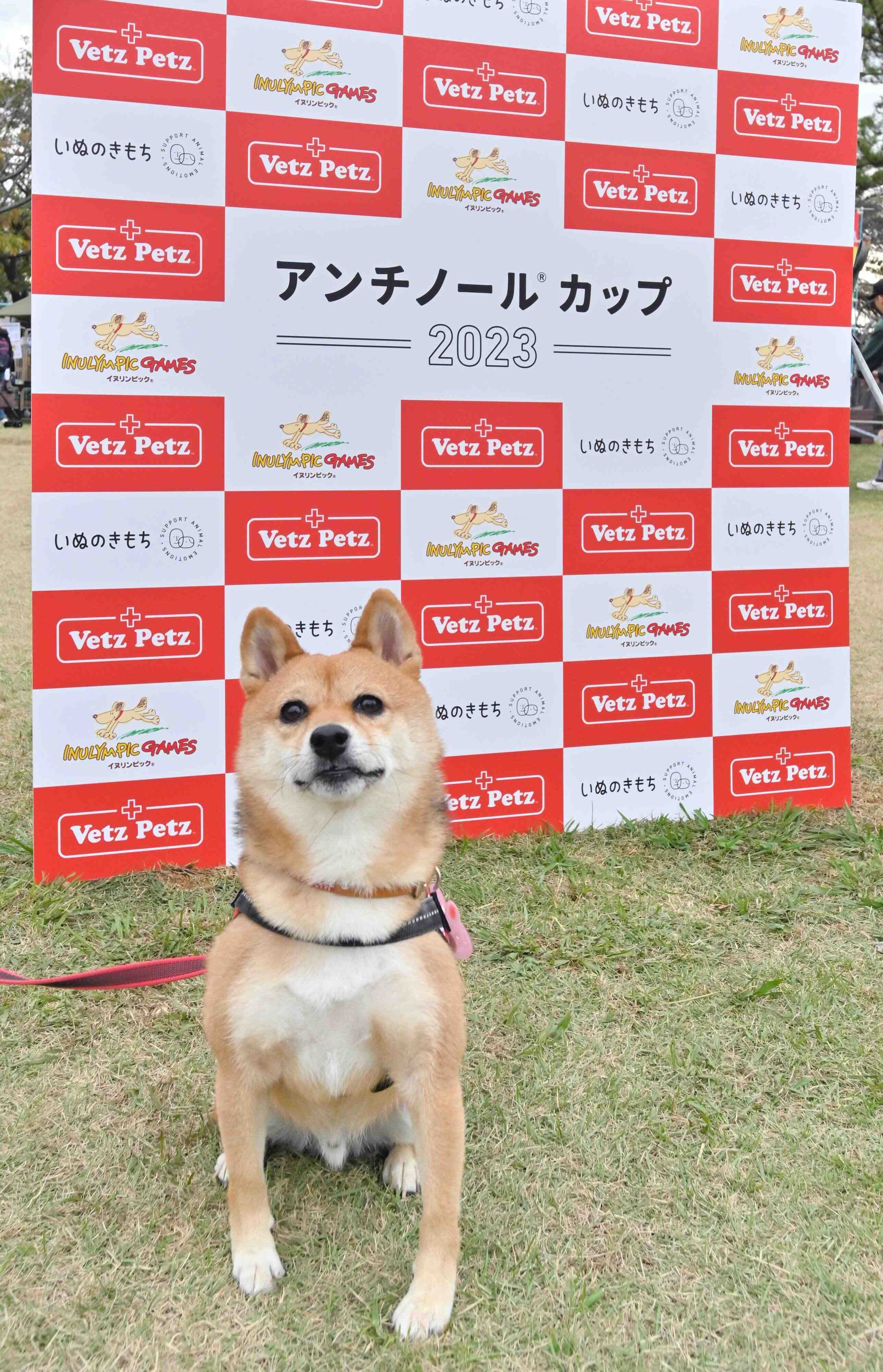 タイムレース50アンチノールカップに参加した柴