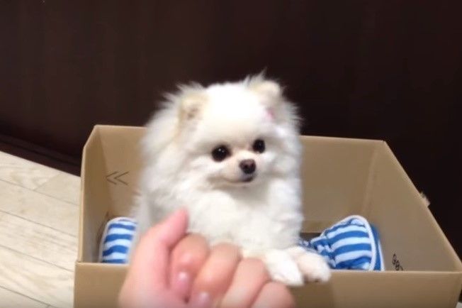 どっちの手に入ってるか を高確率で外すポメラニアンがかわいい いぬのきもちweb Magazine