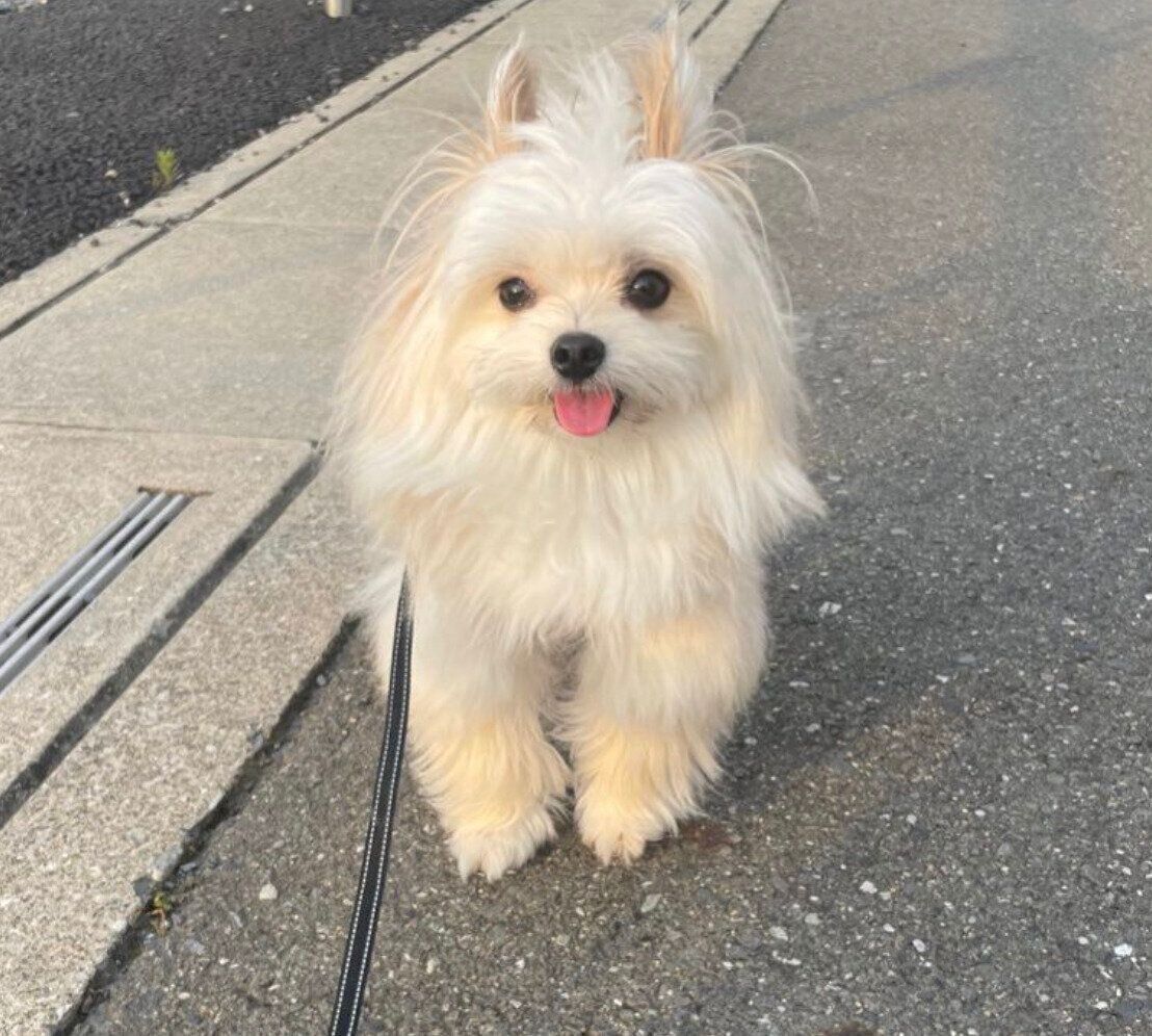 散歩を楽しむめろ子ちゃん