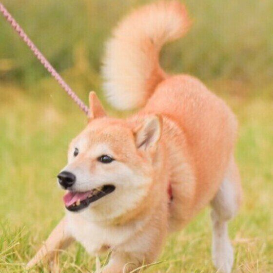 散歩中の柴犬こまちちゃん