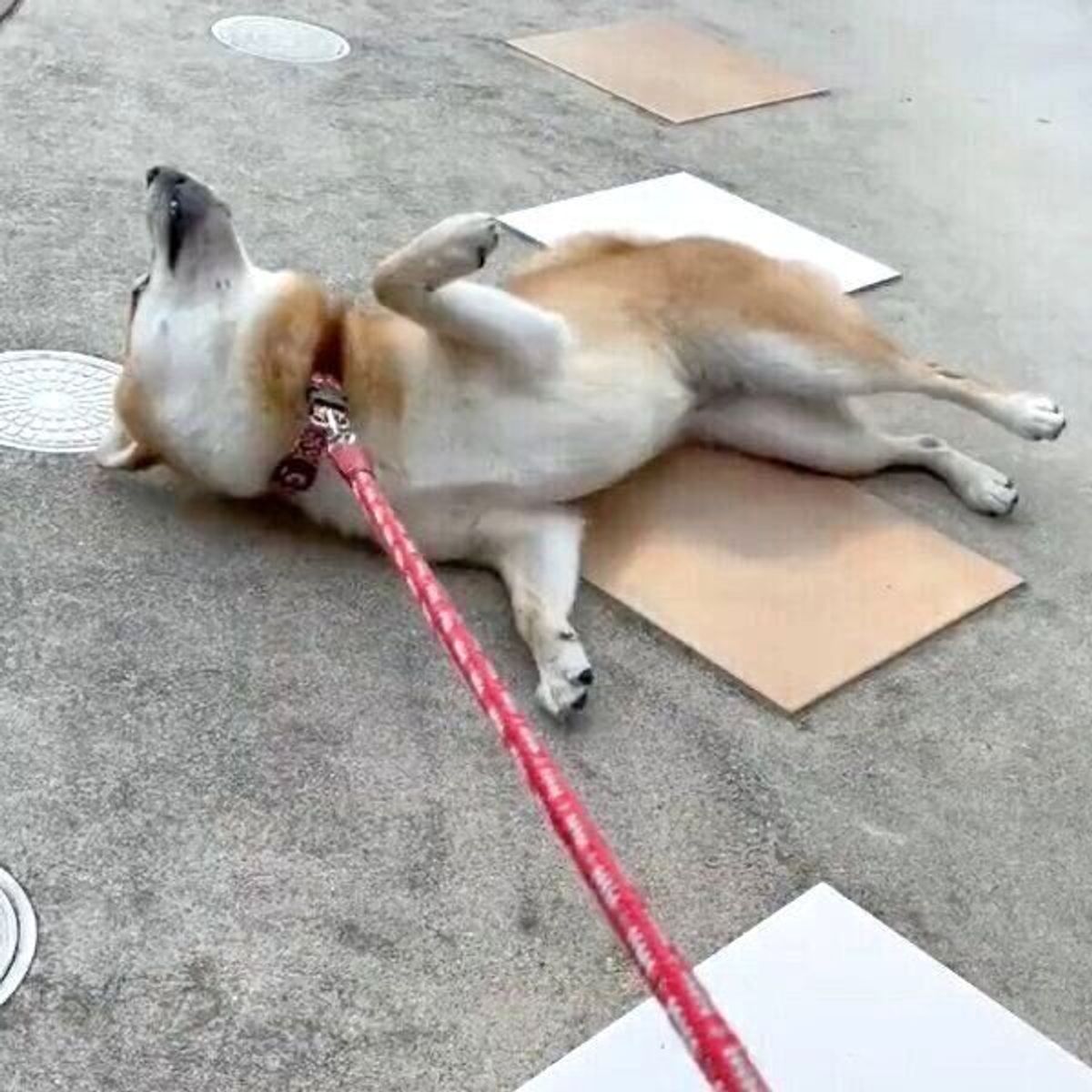 1時間も散歩したのに 家に入るのを断固拒否する柴犬の 可愛い理由 にほっこり いぬのきもちweb Magazine 1時間も散歩したのに 家に入るのを断固拒否する柴犬の 可愛い理由 にほっこり いぬのきもちweb Magazine