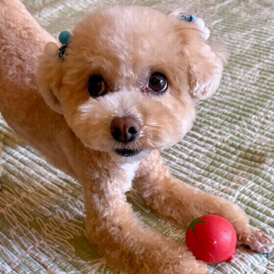 トマトのボールで遊ぶワンちゃん